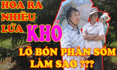 Cây tơ đừng làm nghịch vụ - lỡ bón phân sớm rồi làm sao đây?